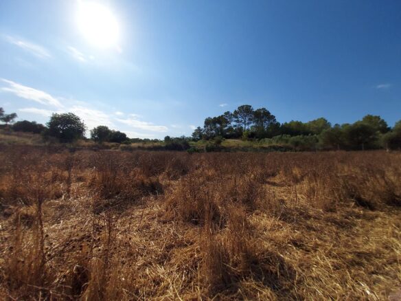 Land In Maria De La Salut, Spain (141 M²)