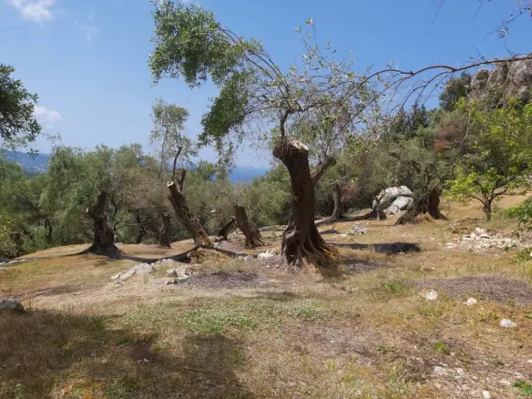 Land In Corfu, Greece