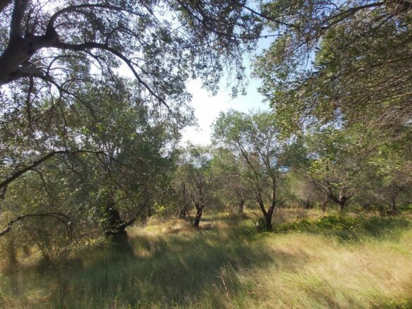 Land In Corfu, Greece