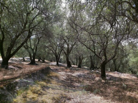 Land In Corfu, Greece