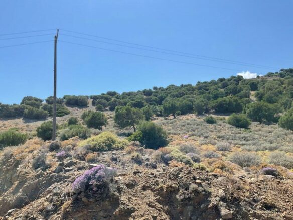 Land In Viannos, Greece