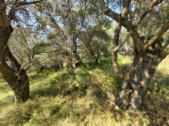 Land In Corfu, Greece