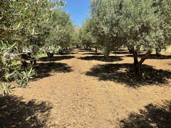 Land In Tetrachori, Greece