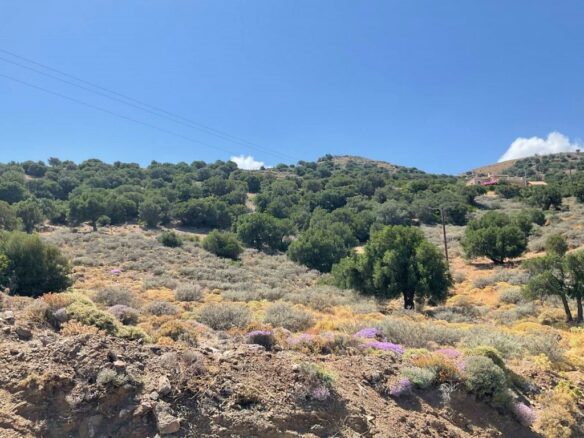 Land In Viannos, Greece
