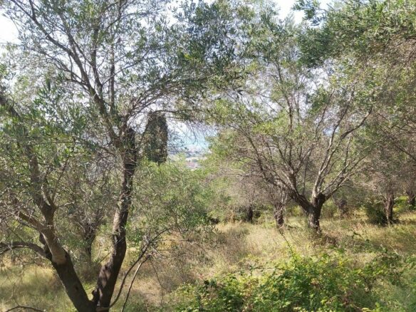 Land In Corfu, Greece