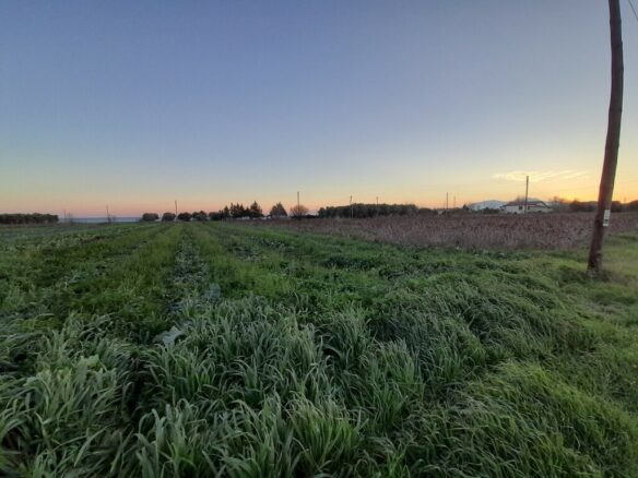 Land In Epanomi, Greece