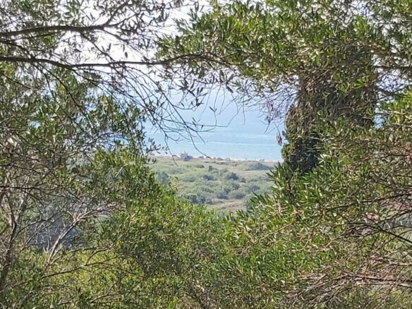 Land In Corfu, Greece
