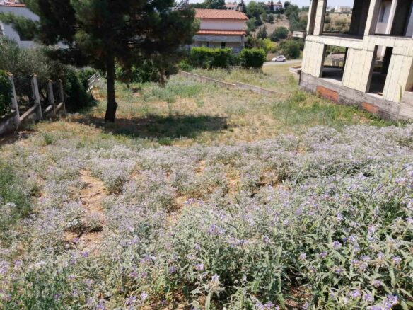 Land In Panorama, Greece