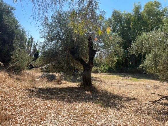 Land In Corfu, Greece