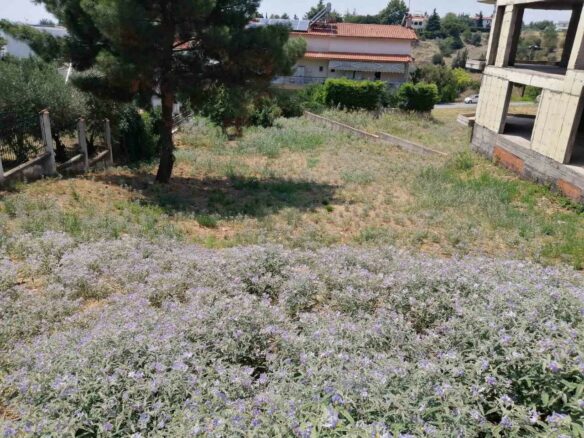Land In Panorama, Greece