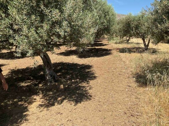 Land In Tetrachori, Greece