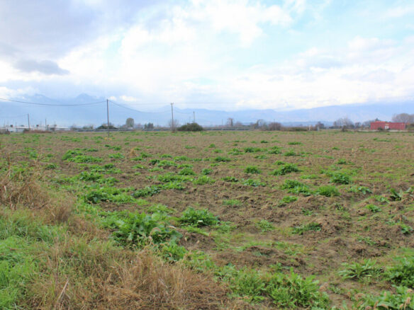 Land In Katerini, Greece