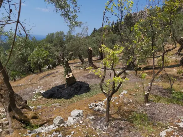 Land In Corfu, Greece