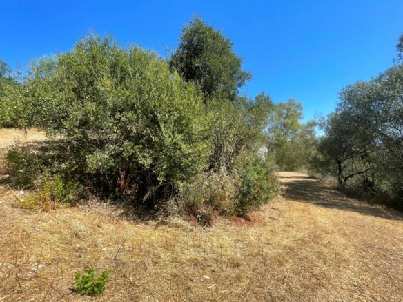 Land In Corfu, Greece