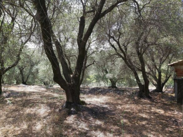 Land In Corfu, Greece