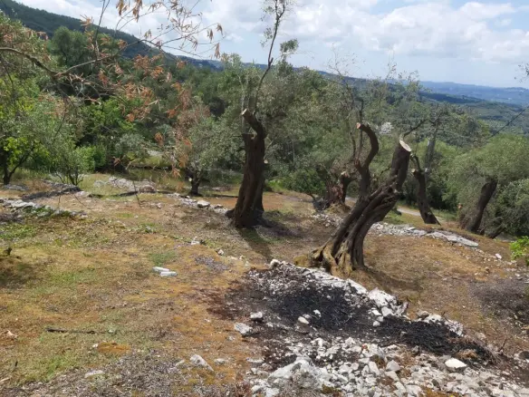 Land In Corfu, Greece