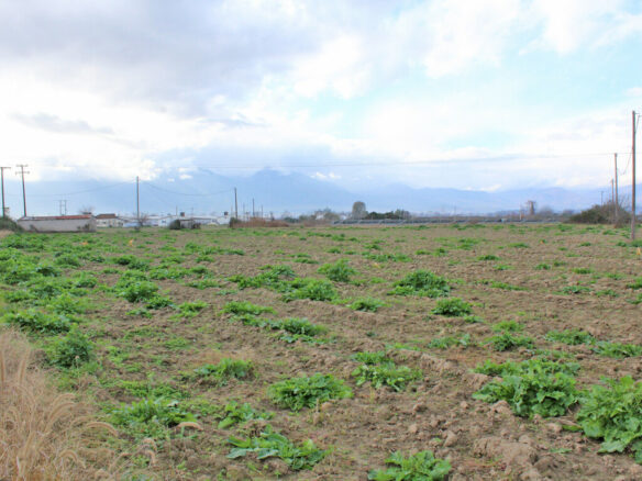 Land In Katerini, Greece