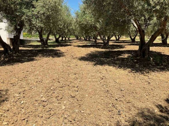 Land In Tetrachori, Greece
