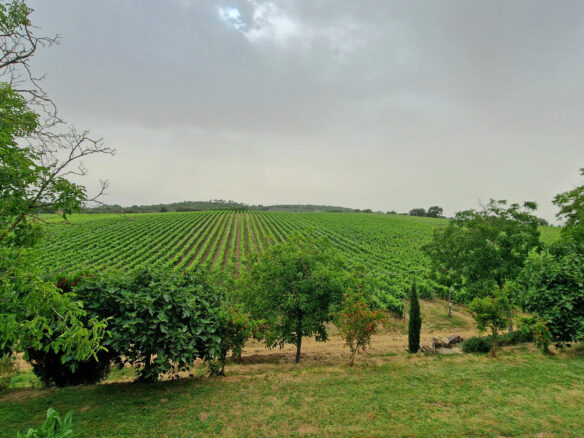 C1460 Vineyard Property Located Near Arezzo In Tuscany