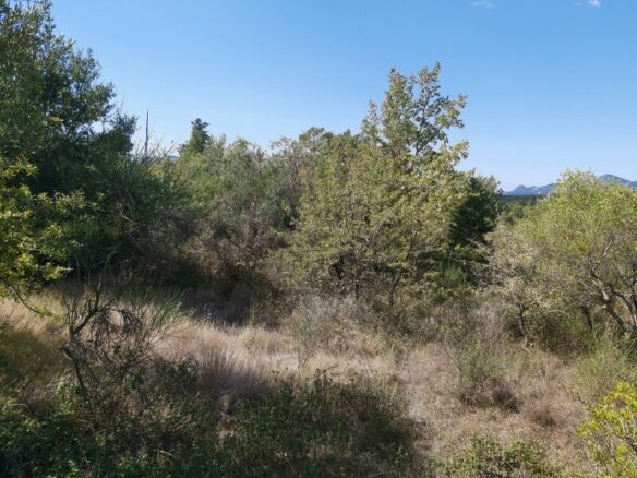 Land In Corfu, Greece