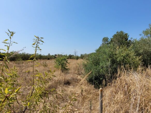 Land In Thermi, Greece