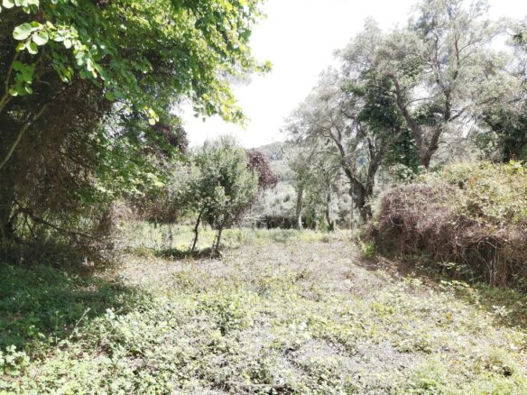 Land In Corfu, Greece