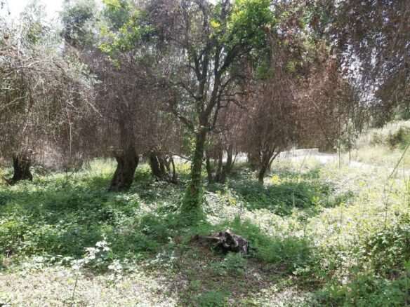 Land In Corfu, Greece