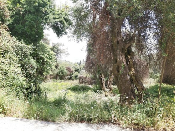 Land In Corfu, Greece