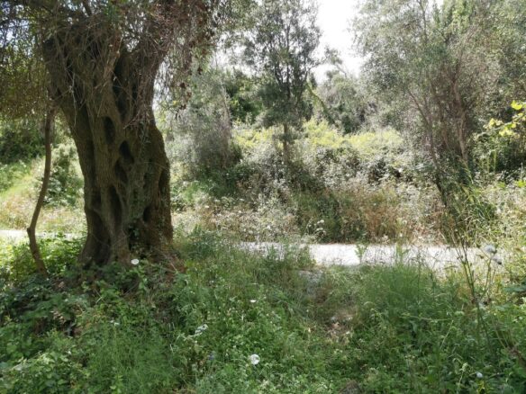 Land In Corfu, Greece