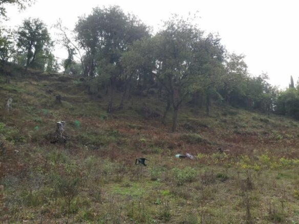 Land In Corfu, Greece