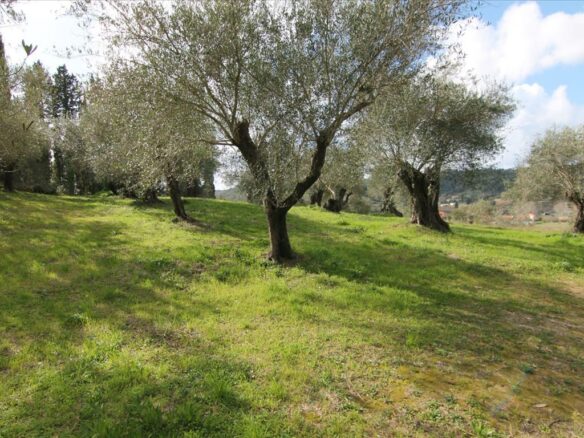 Land In Corfu, Greece
