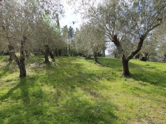 Land In Corfu, Greece
