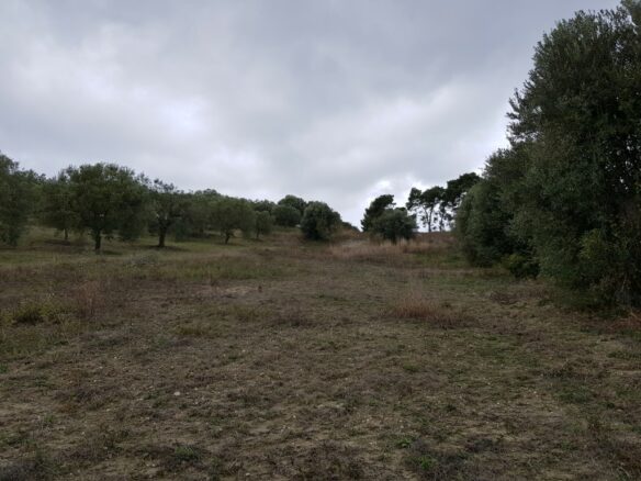 Land In Kassandra, Greece