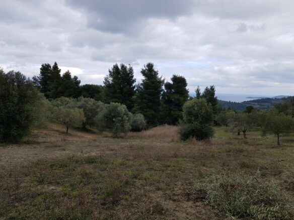 Land In Kassandra, Greece