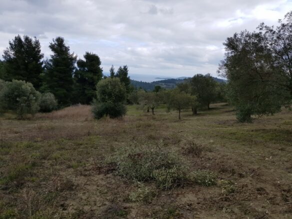Land In Kassandra, Greece