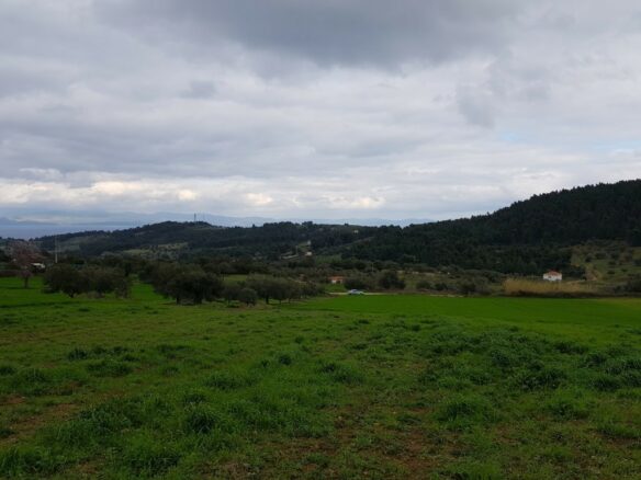 Land In Kassandra, Greece