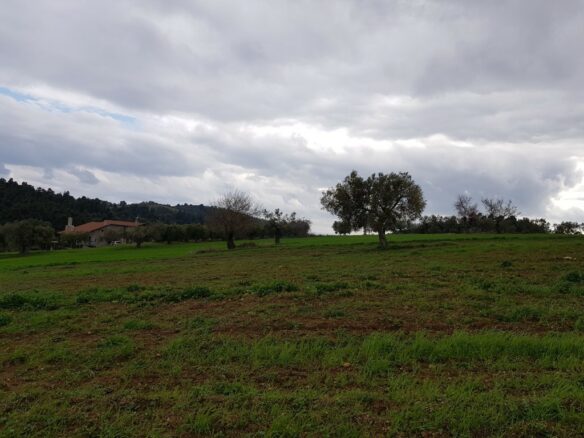 Land In Kassandra, Greece