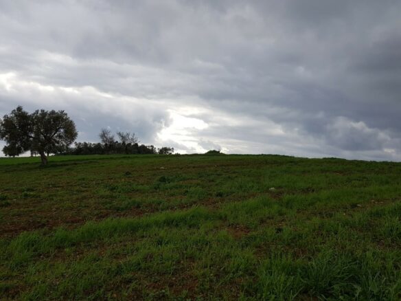 Land In Kassandra, Greece