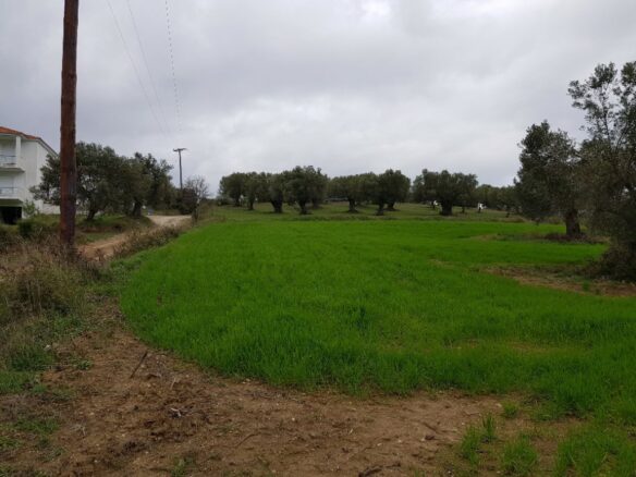 Land In Kassandra, Greece