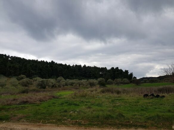 Land In Kassandra, Greece