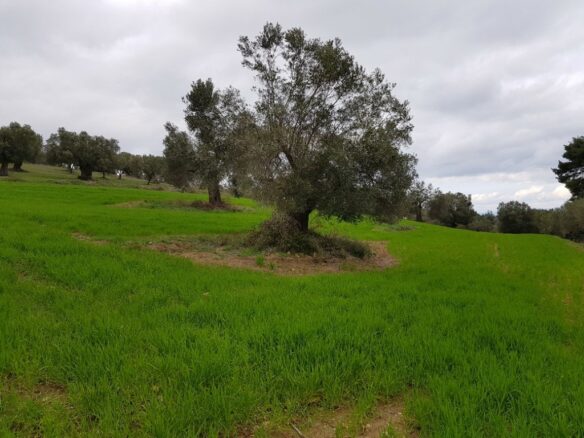 Land In Kassandra, Greece