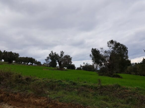 Land In Kassandra, Greece