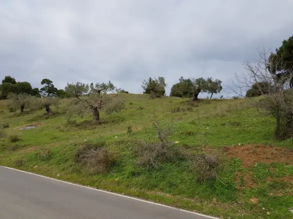Land In Kassandra, Greece
