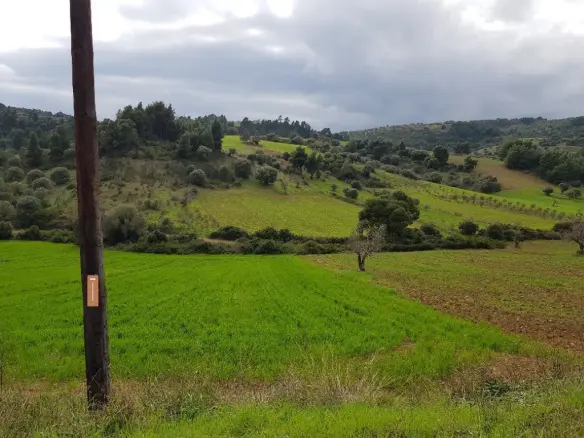 Land In Kassandra, Greece