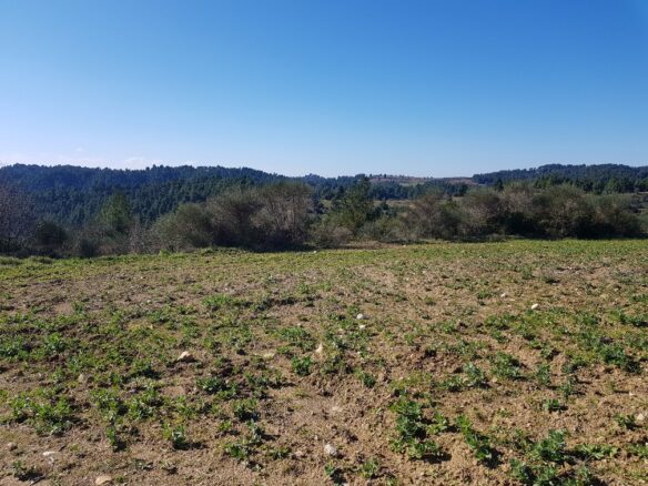 Land In Kassandra, Greece