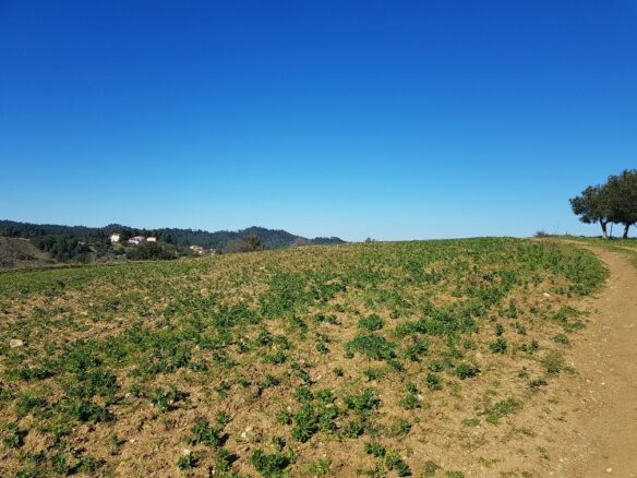 Land In Kassandra, Greece