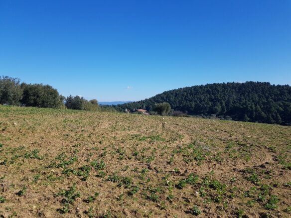 Land In Kassandra, Greece
