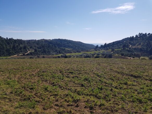 Land In Kassandra, Greece