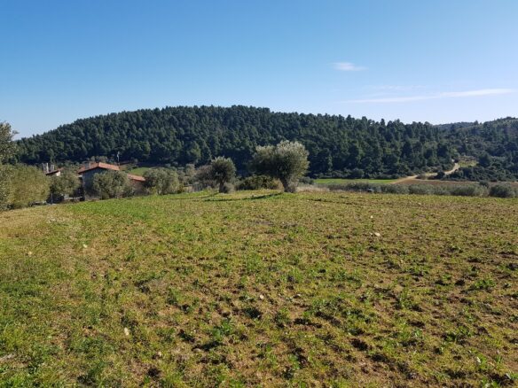 Land In Kassandra, Greece