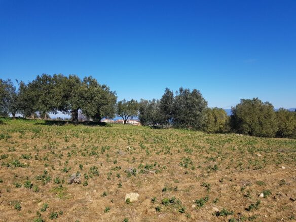 Land In Kassandra, Greece
